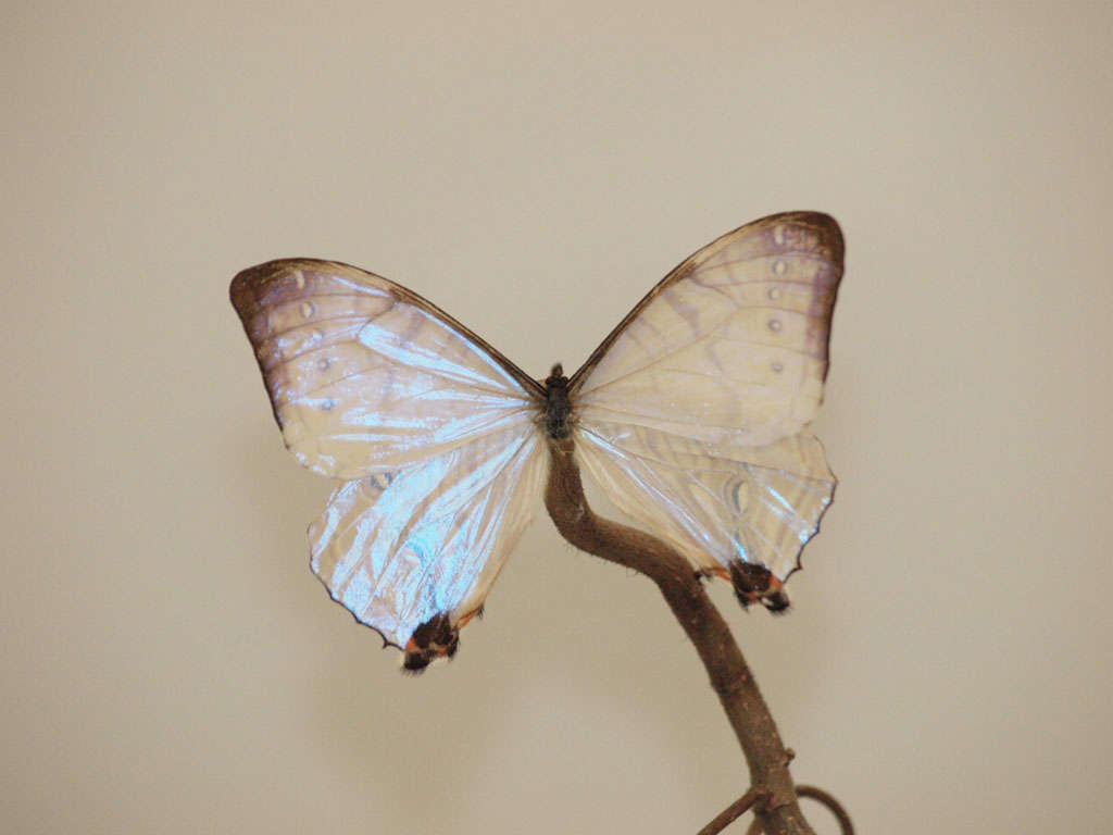 glass dome butterfly display