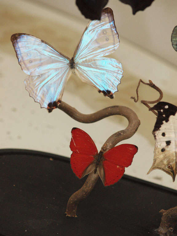 20th Century Specimen Butterflies in Antique Glass Dome