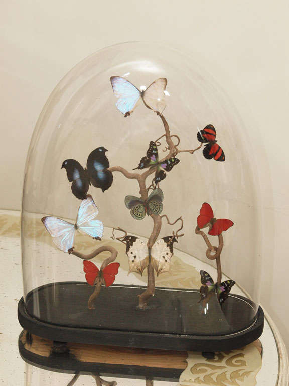 Attractive specimen butterflies mounted to curly willow branches under an antique glass dome