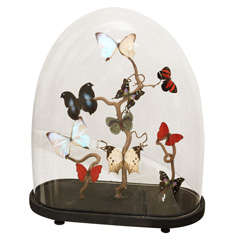 Specimen Butterflies in Antique Glass Dome