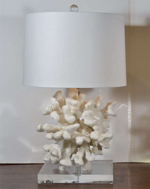 Coral Lamps