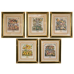 Set of Five Framed Prints of Fruit Each Matted Ebonized And Parcel Gilt Frame