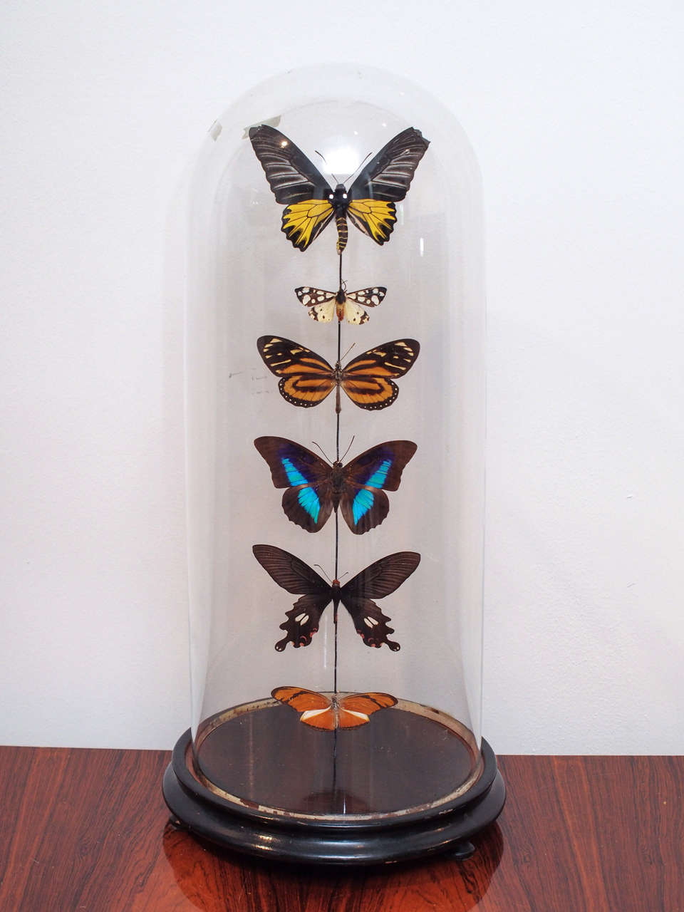 Specimen Butterflies under Glass Dome