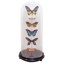 Specimen Butterflies under Glass Dome