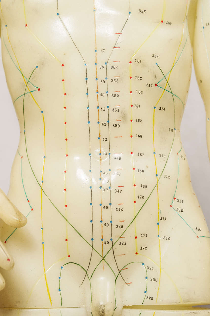 Chinese Acupuncture Model/Medical Interest