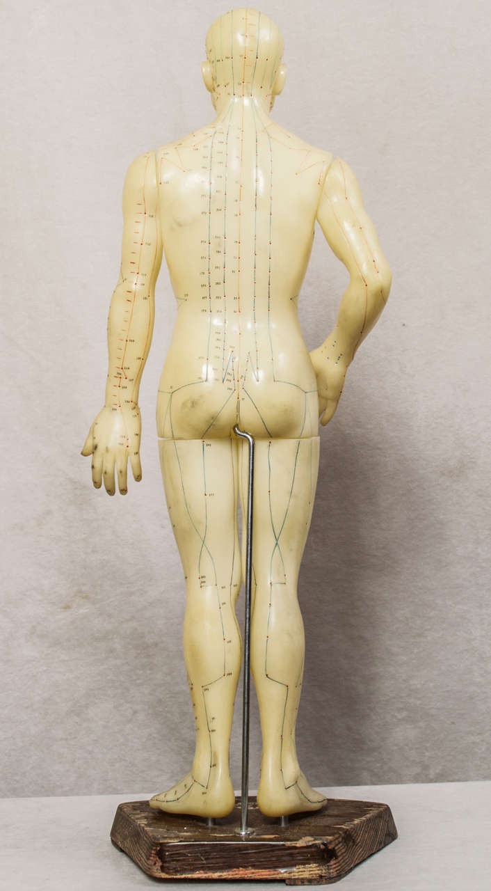 Mid-20th Century Acupuncture Model/Medical Interest