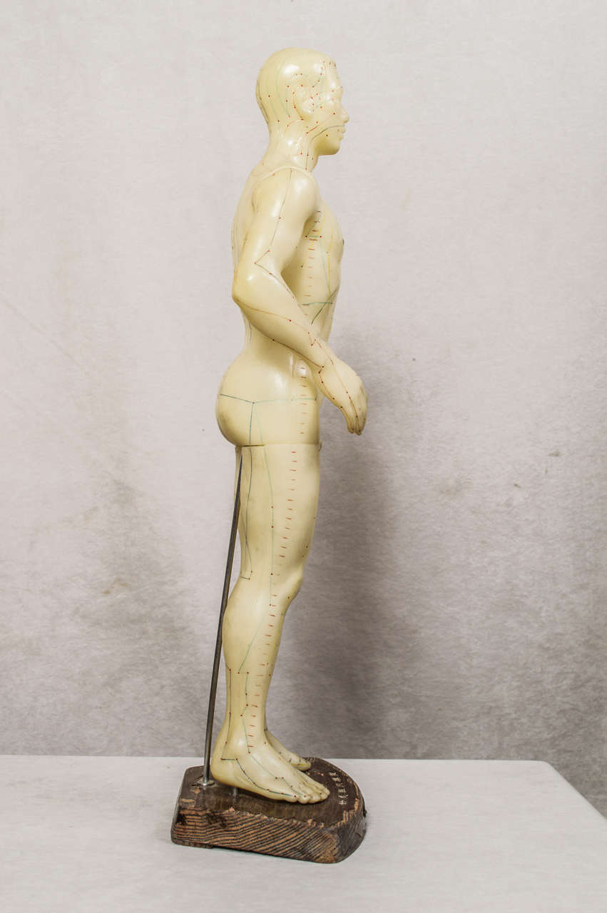 Rubber Acupuncture Model/Medical Interest
