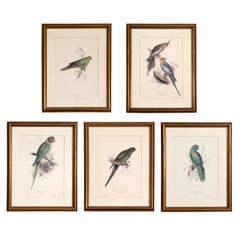 A Set of Five Vintage Parrot Prints
