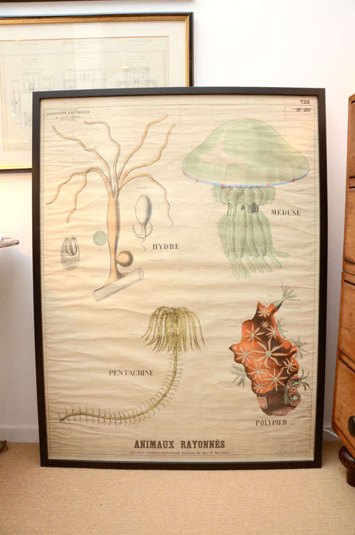 A French school poster from the 1930s by the famous 170 year old Deyrolle taxidermy and botanist shop at 46, Rue du Bac in Paris, depicts various Animaux Rayonnes (plant-like animals). New matte black frame.