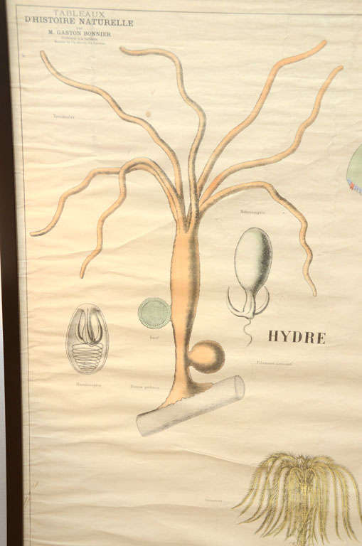 Mid-20th Century Mid-Century Modern French Deyrolle Lithograph Poster For Sale