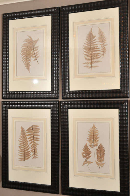 Collection of Six Fern Engravings- Constantin von Ettingshausen In Excellent Condition In Larkspur, CA