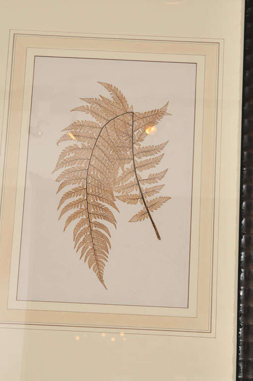 19th Century Collection of Six Fern Engravings- Constantin von Ettingshausen