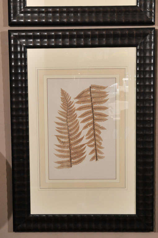 Collection of Six Fern Engravings- Constantin von Ettingshausen 1