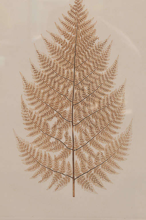 Collection of Six Fern Engravings- Constantin von Ettingshausen 2