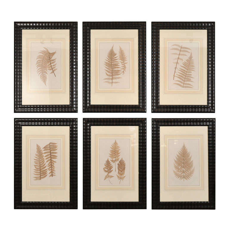 Collection of Six Fern Engravings- Constantin von Ettingshausen