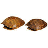 Two Similar Tortoise Shells