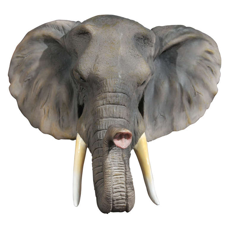 Слоновые уши. Голова слона. Морда слона. Лицо слона. Уши слона.