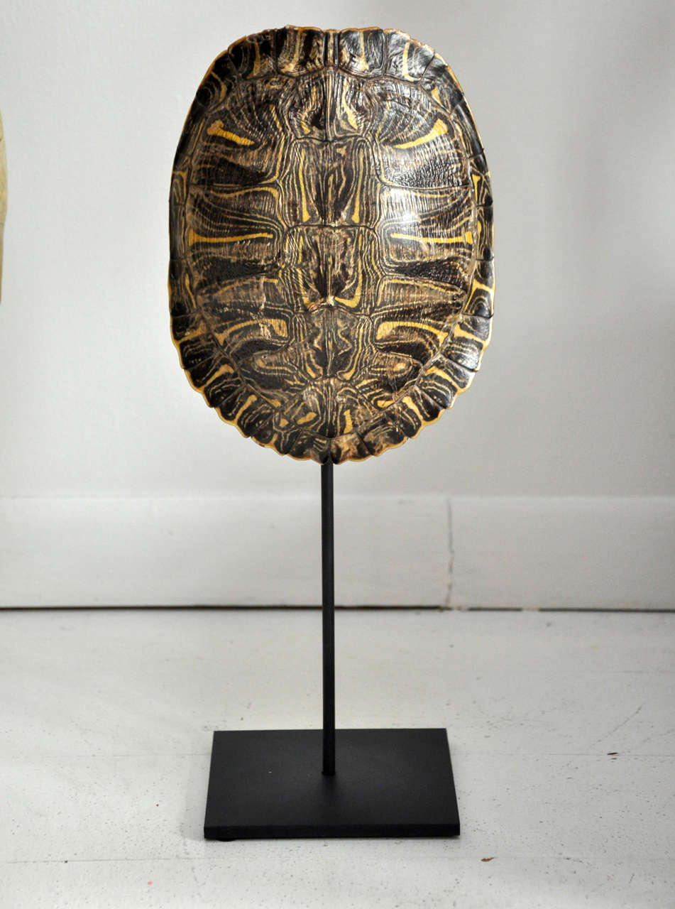 Contemporary Turtle Shells on Stands