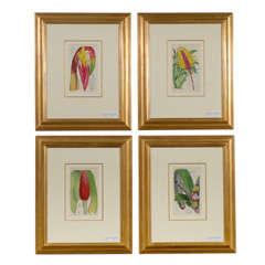 Set of Four 19th Century Antique Botanicals Prints Framed