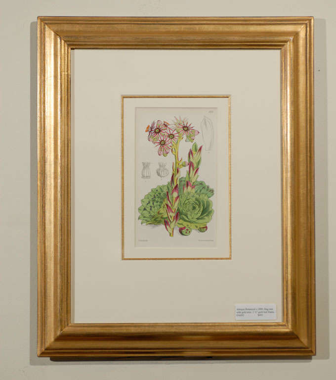framed botanicals