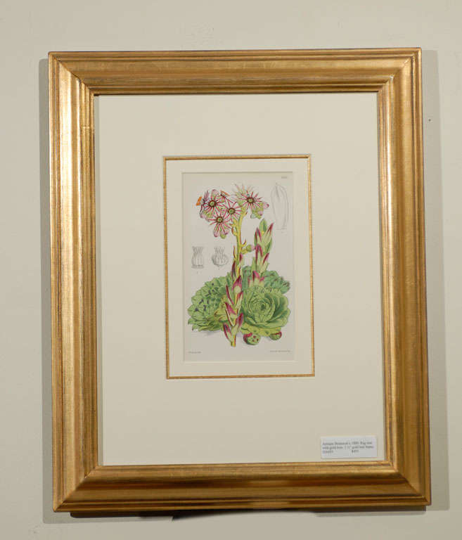 vintage botanical prints framed