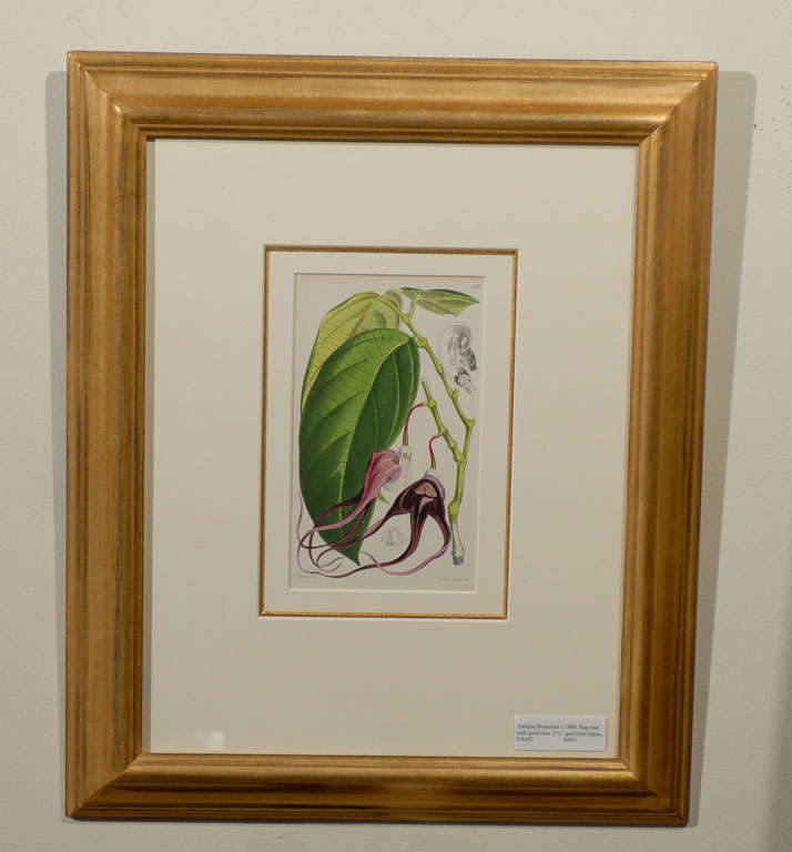 English Set of Four Antique Botanicals Prints Framed