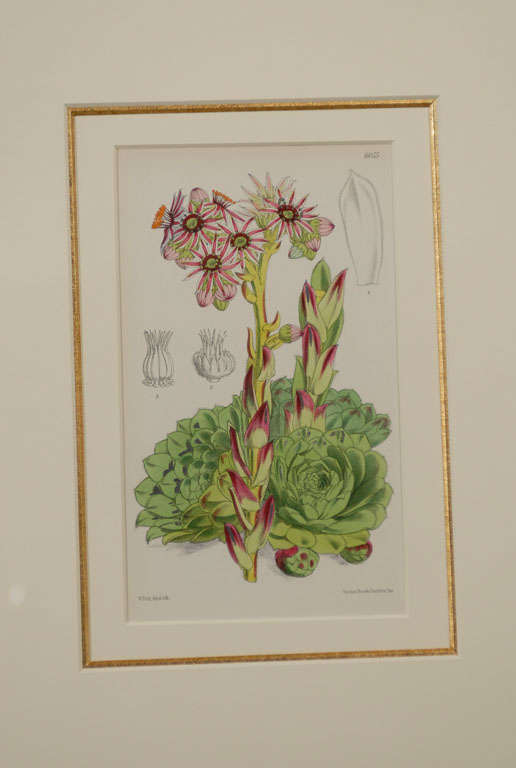 19th Century Set of Four Antique Botanicals Prints Framed