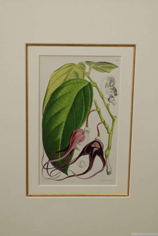 Set of Four Antique Botanicals Prints Framed 1