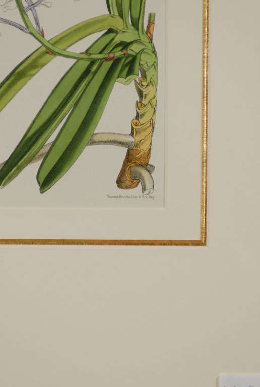 Set of Four Antique Botanicals Prints Framed 4