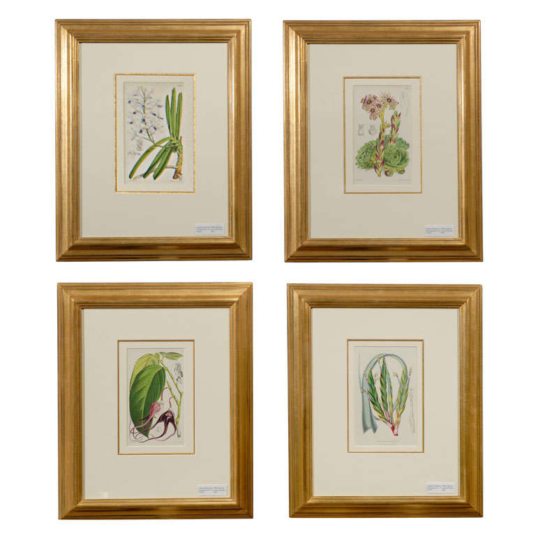 Set of Four Antique Botanicals Prints Framed