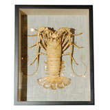 Framed White Lobster