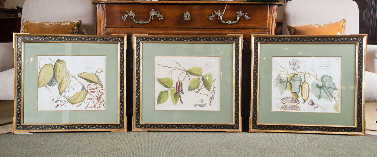 Engravings from Hortus Indicus Hand Colored by Henrik Adrian van Rheede