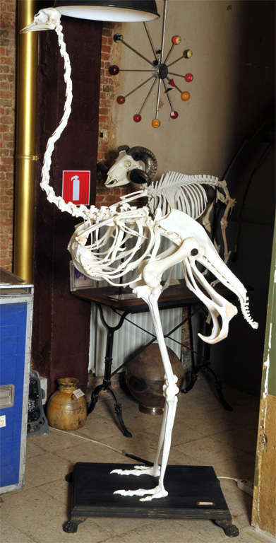 Ostrich Skeleton