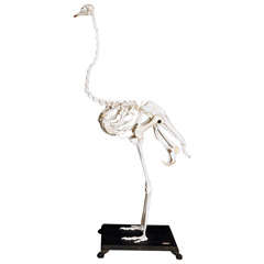 Ostrich Skeleton