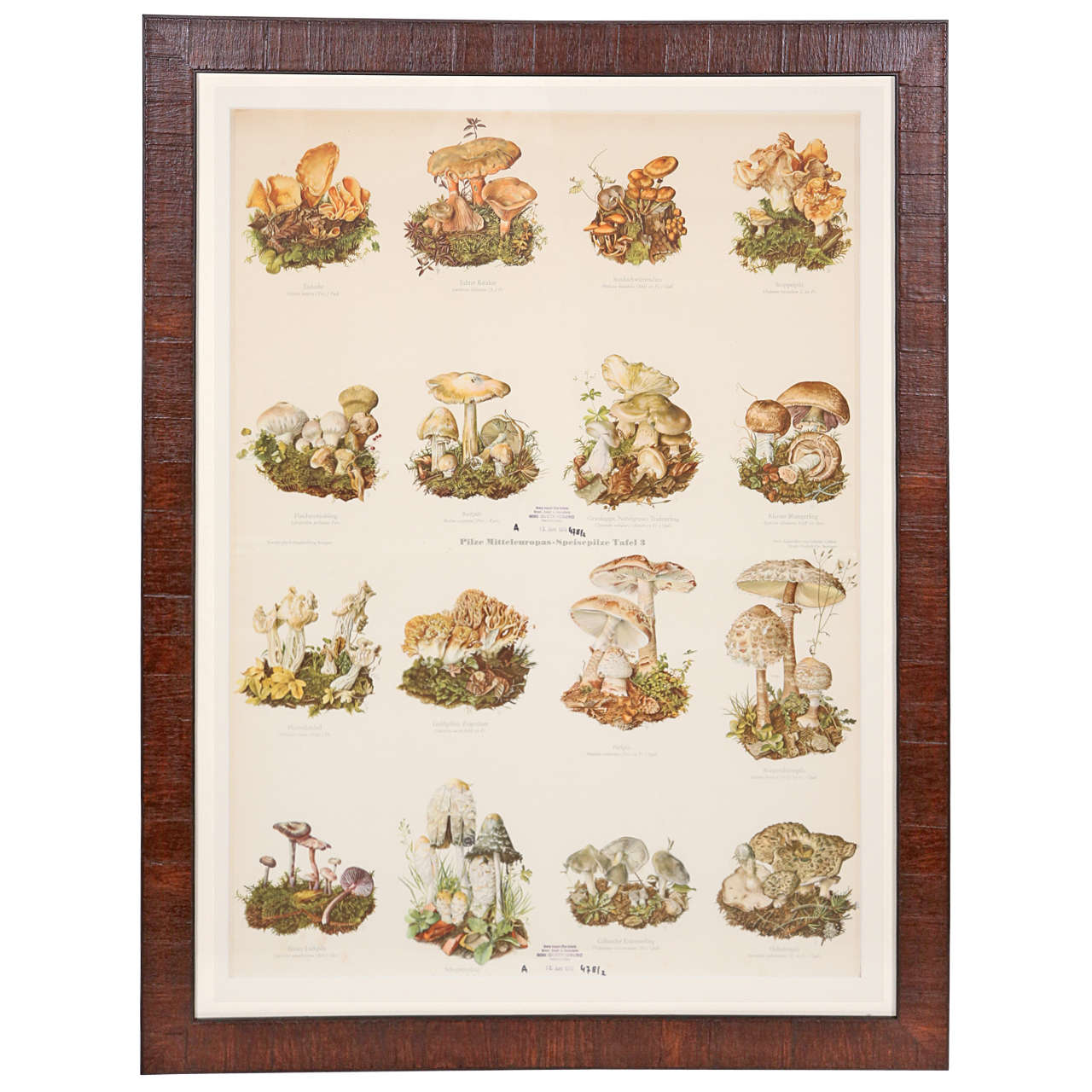 German Mushroom Educational Chart at 1stDibs