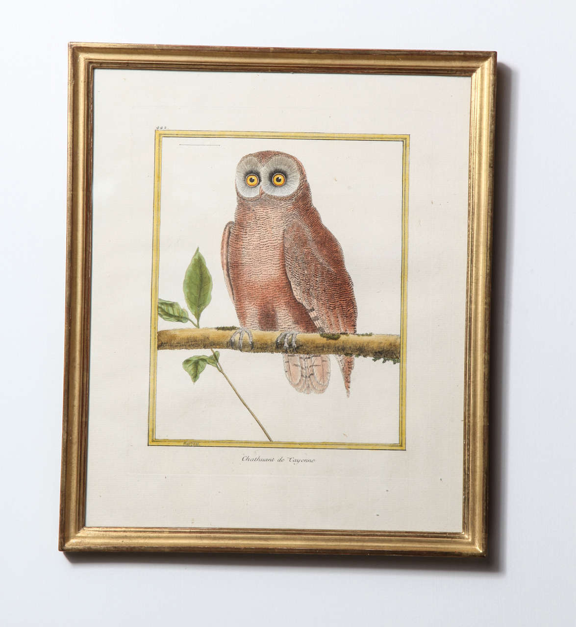 French A 19th Century Owl Etching by G. Hullmandel, after J. Gould. France For Sale