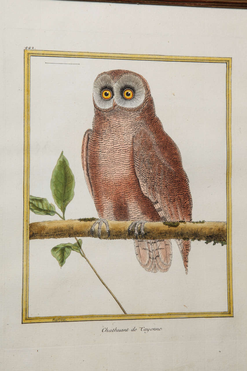 A 19th Century Owl Etching by G. Hullmandel, after J. Gould. France In Excellent Condition For Sale In New York, NY