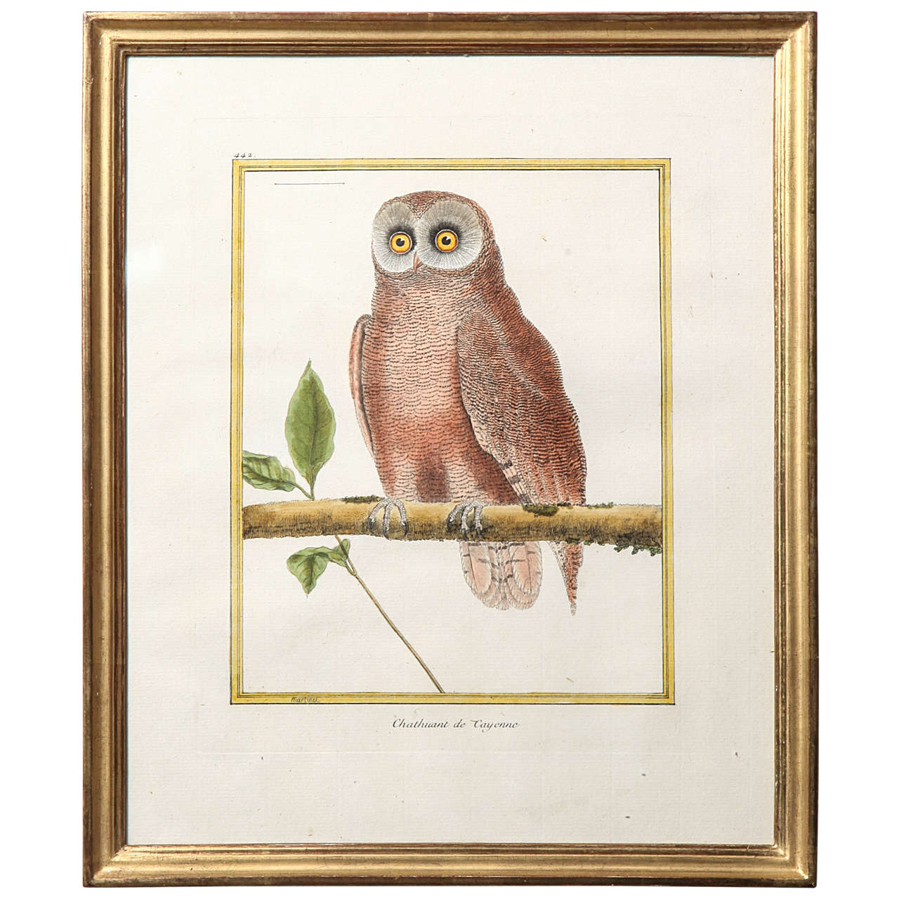 A 19th Century Owl Etching by G. Hullmandel, after J. Gould. France For Sale