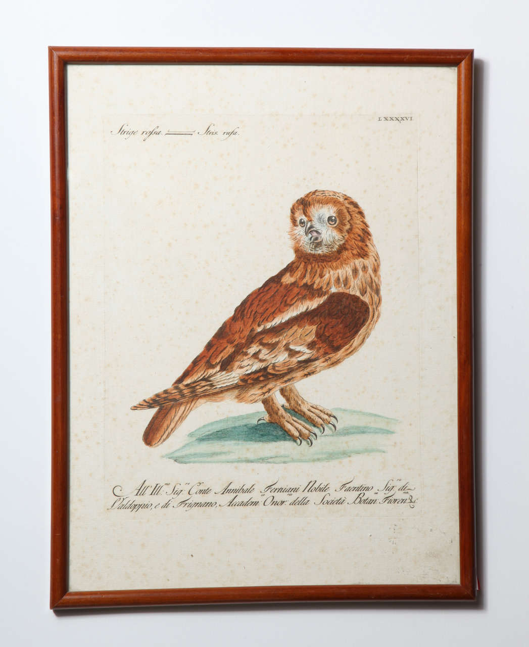 French A 19th Century Owl Etching by G. Hullmandel, after J. Gould. France