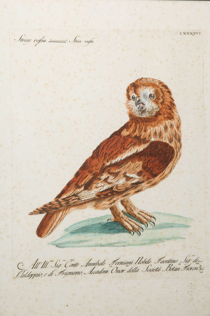 A 19th Century Owl Etching by G. Hullmandel, after J. Gould. France In Excellent Condition In New York, NY