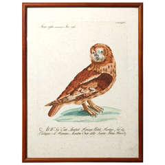 A 19th Century Owl Etching by G. Hullmandel, after J. Gould. France