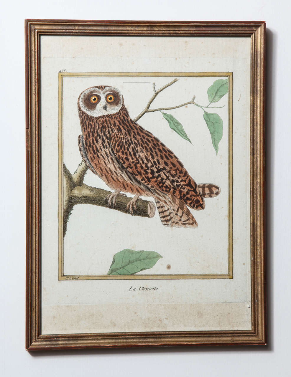 French A 19th Century Owl Etching by G. Hullmandel, after J. Gould. France For Sale