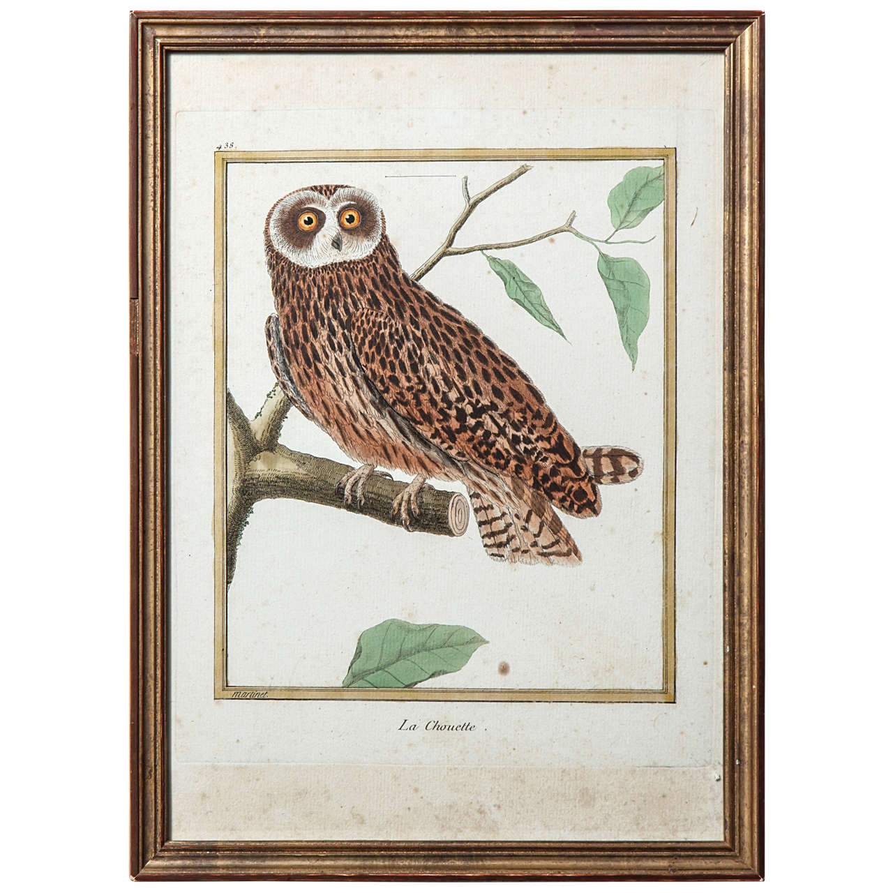 A 19th Century Owl Etching by G. Hullmandel, after J. Gould. France For Sale