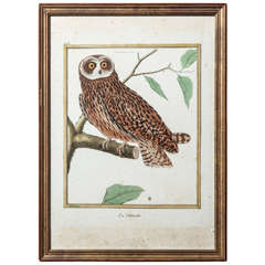 A 19th Century Owl Etching by G. Hullmandel, after J. Gould. France