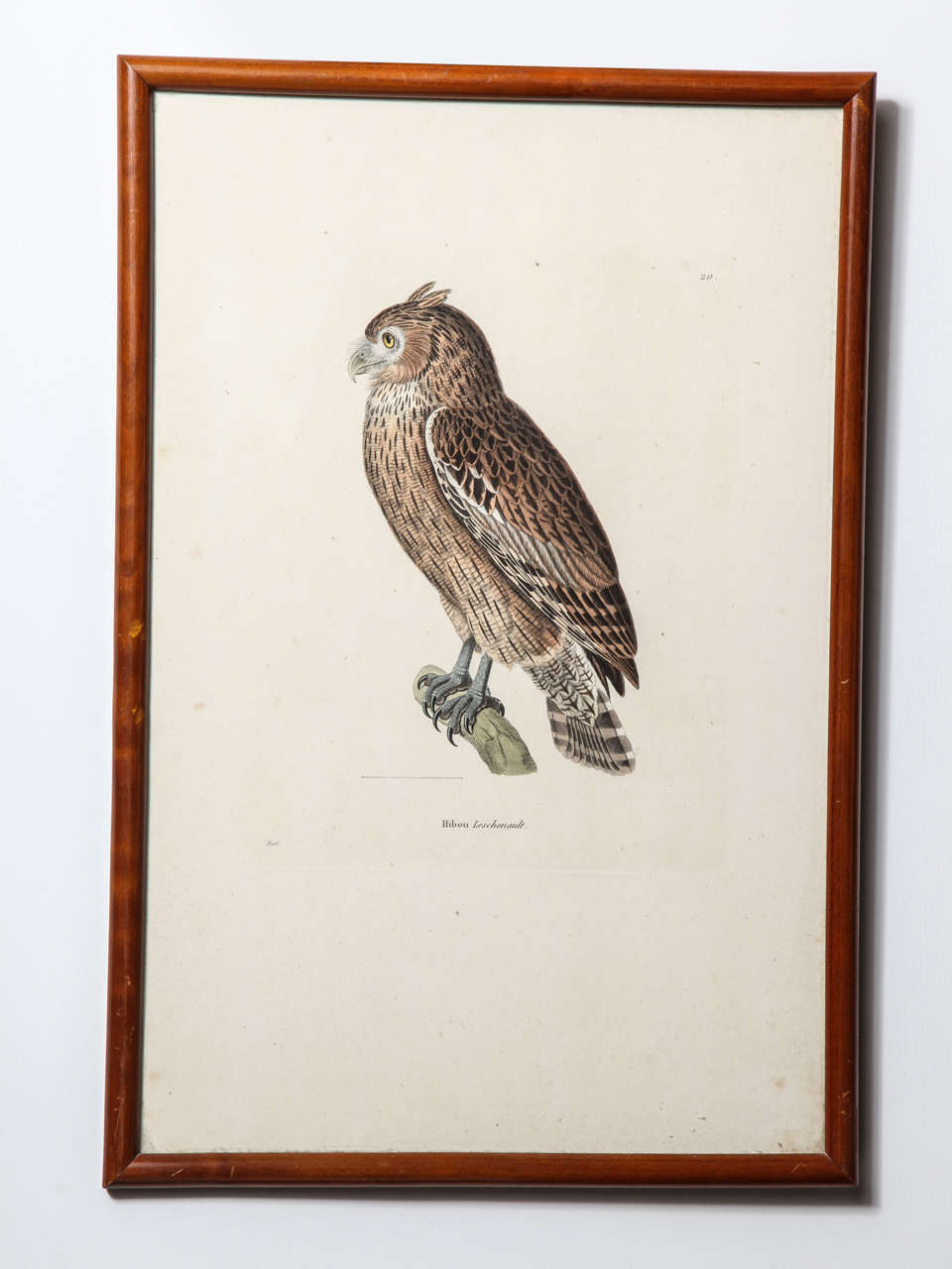 French A 19th Century Owl Etching by G. Hullmandel, after J. Gould. France