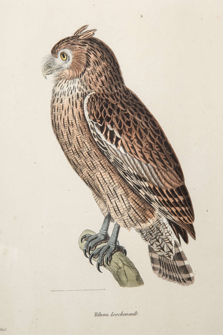 A 19th Century Owl Etching by G. Hullmandel, after J. Gould. France In Excellent Condition In New York, NY