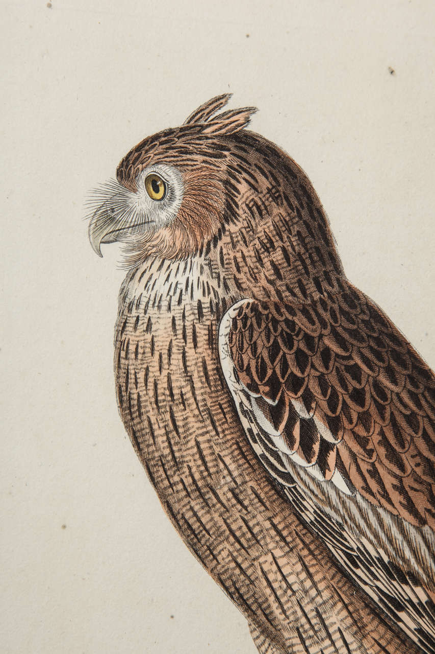 A 19th Century Owl Etching by G. Hullmandel, after J. Gould. France 3