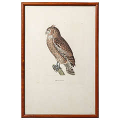Antique A 19th Century Owl Etching by G. Hullmandel, after J. Gould. France