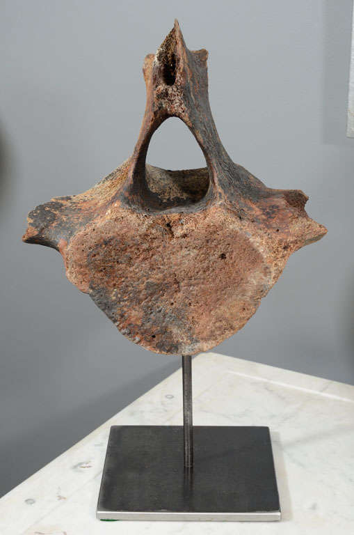 Ancient Whale bone/vertebra retrieved from ocean floor on stand. Wonderful crusty surface and patina.One of a collection of three