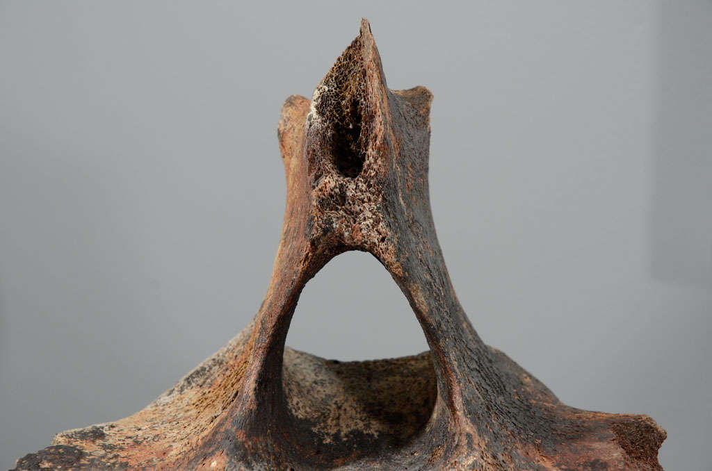 whale bone for sale